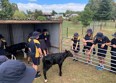 school students patting a calf