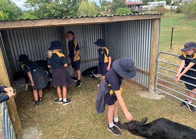school students patting a calf