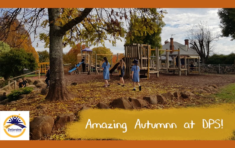 Amazing Autumn at Deloraine Primary School